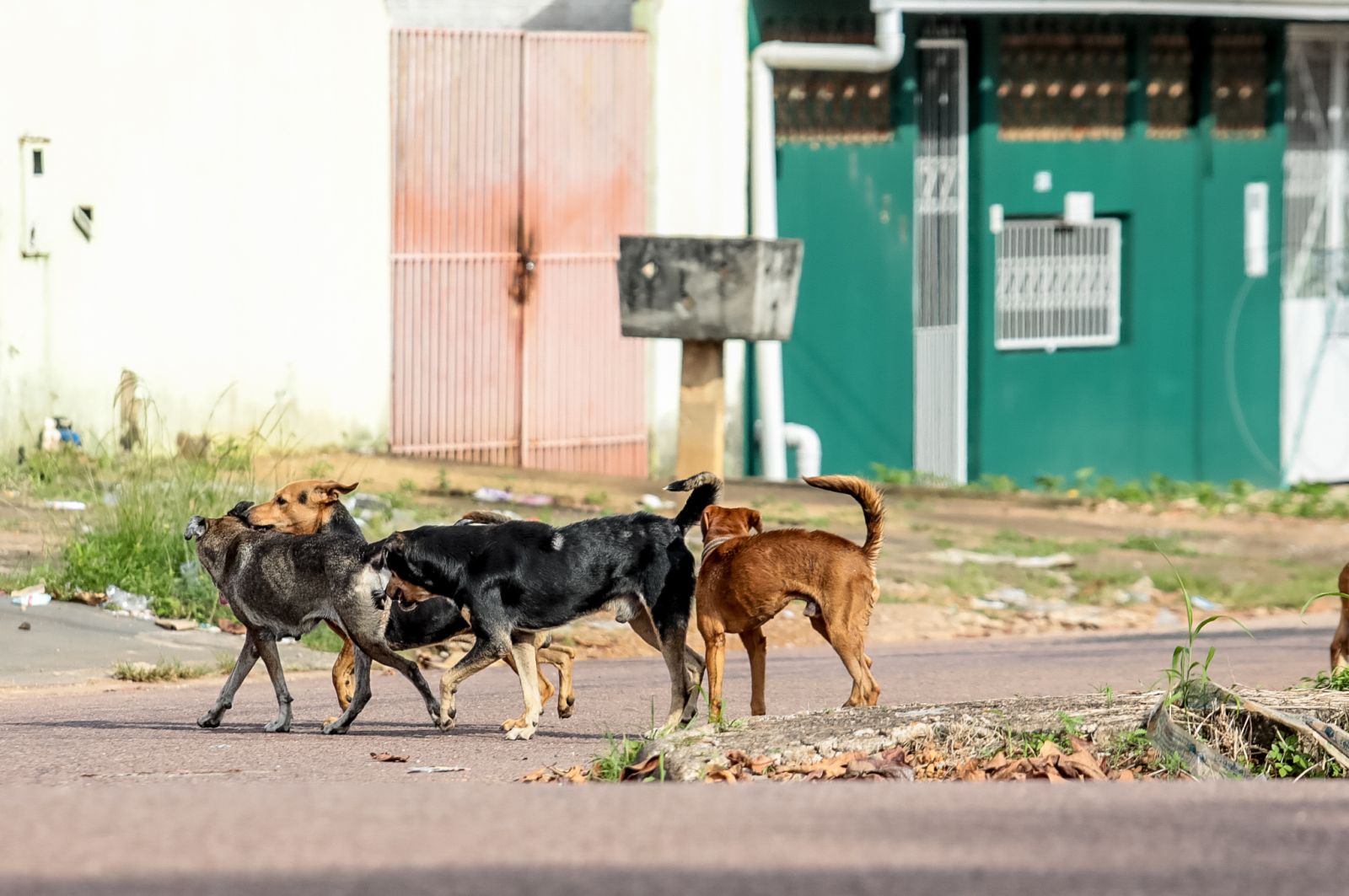 20% das ocorrências se concentram nas situações de abandono